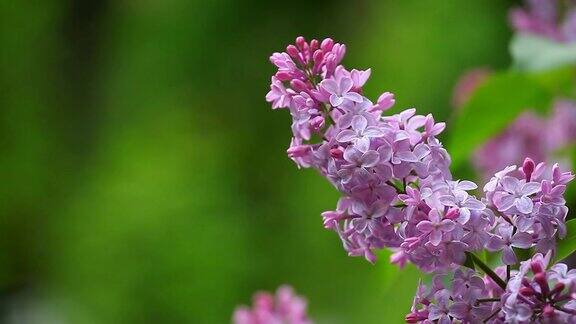紫丁香花夏天的时间