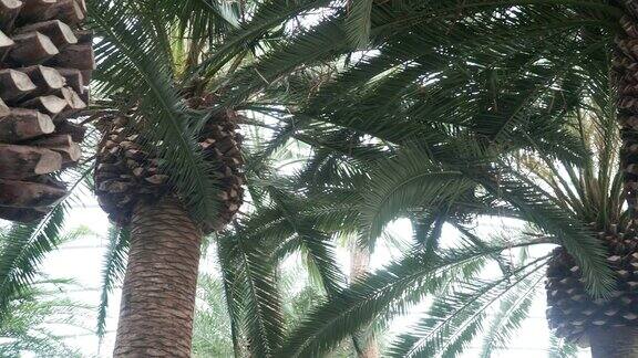 淘洗:在加那利岛枣椰树的头下