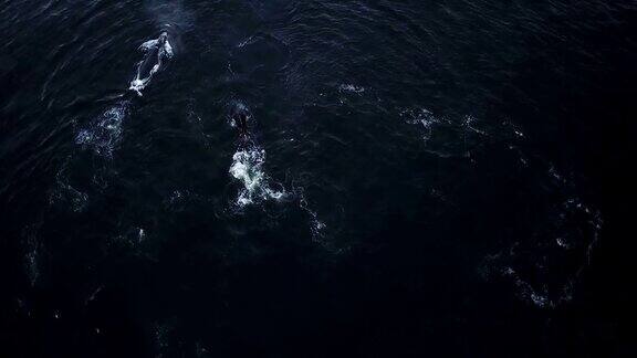 在海里游泳的鲸鱼