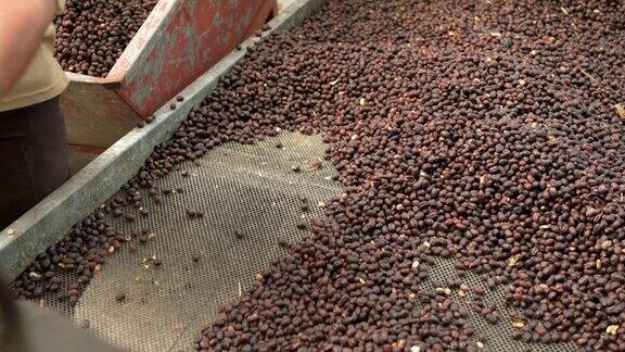 研究天然阿拉比卡咖啡豆的人