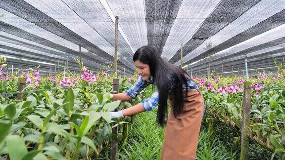 亚洲妇女在亚洲的大型兰花花园中种植兰花