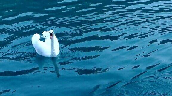 意大利:湖中的天鹅