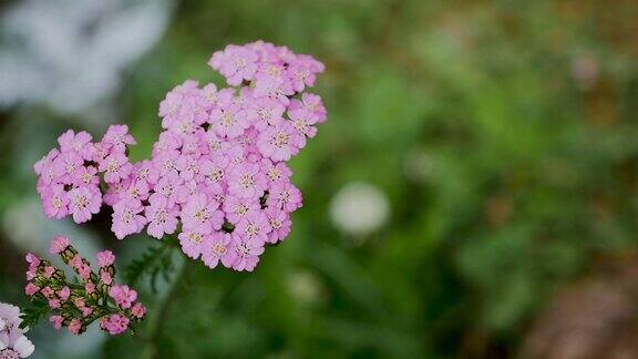 花园里的粉红色菊花