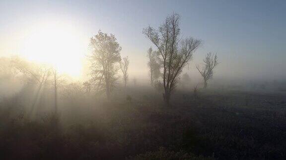 林地里雾蒙蒙的早晨在早晨的阳光下在秋天的树上飞翔空中无人机拍摄的