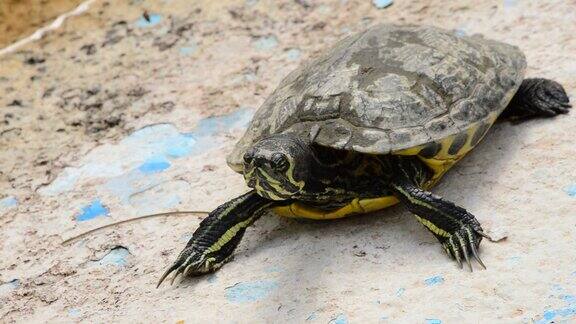 在动物园的河边晒太阳的海龟移动着脖子和头部