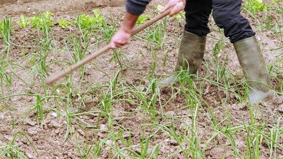 农夫用锄头在地上挖沟