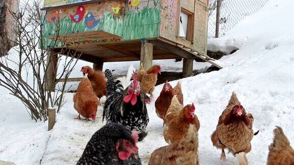 在雪地吃谷物的鸡