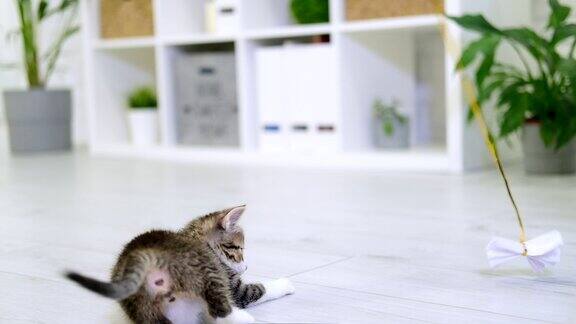 条纹小猫在现代室内家庭玩纸上的弦猫跳做滑稽的姿势小猫用爪子抓玩具慢动作