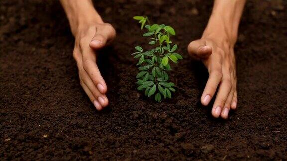 植树一双手在棕色的土壤中种植小树苗
