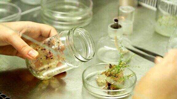 农业用植物的生物实验室工作的视频