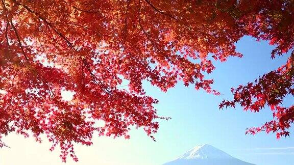 椛の紅葉と富士山