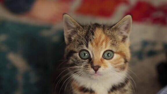 近景虎斑灰色姜黄色多色小猫脸肖像大蓝眼睛