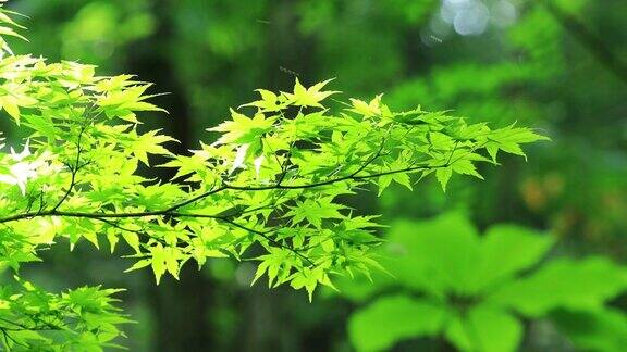 清新的微风吹拂着日本森林里新鲜的绿叶