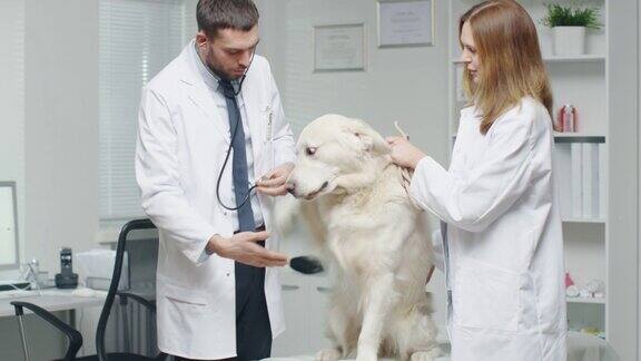 在兽医诊所兽医和他的助手检查狗