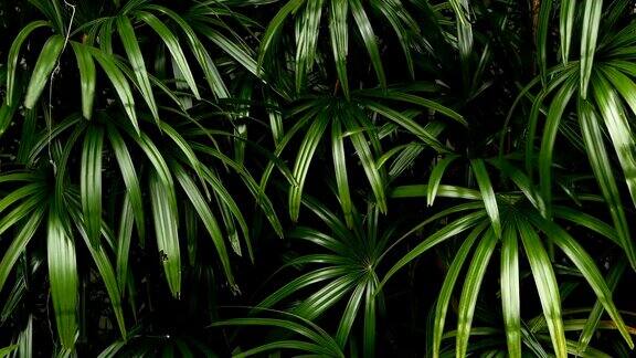 明亮多汁异国情调的热带绿色丛林森林赤道气候背景有不寻常的植物叶子摇曳自然质地多汁的叶子阳光照在棕榈叶上