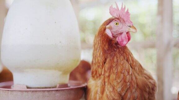 母鸡正在农场里吃东西视频