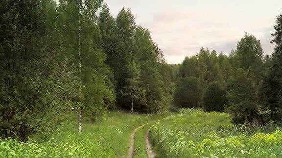 沿着绿色的森林道路从山上下来