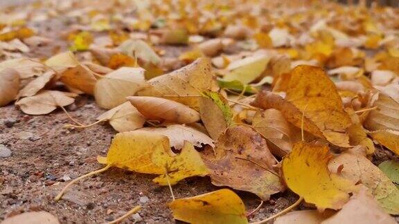 秋天叶子特写五颜六色的树叶树叶在秋天