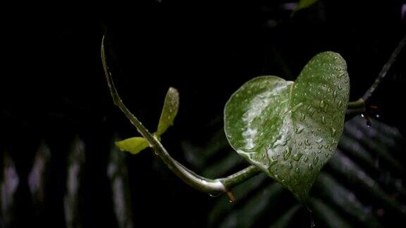 雨水落在绿叶上的慢镜头与阴天的暗色调