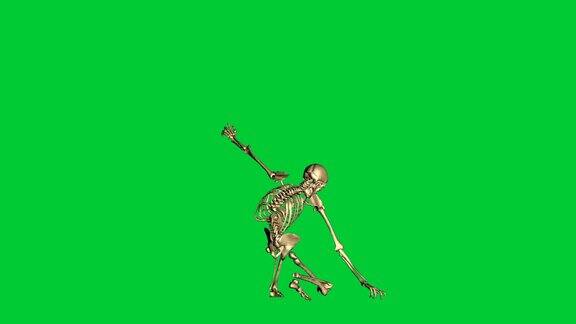 骨骼投降的3d动画-在绿色屏幕上分离