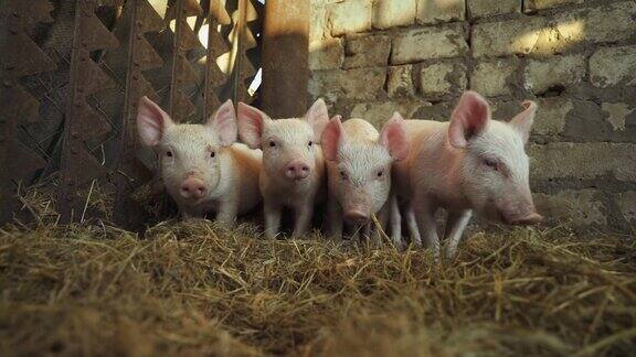 猪圈里四只害羞的小猪小猪
