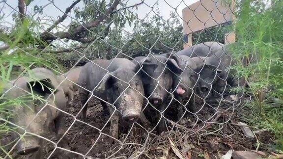 黑猪一群小猪