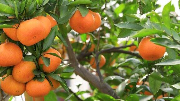 成熟的橘子果实挂在树上水果种植园里成熟多汁的橙子