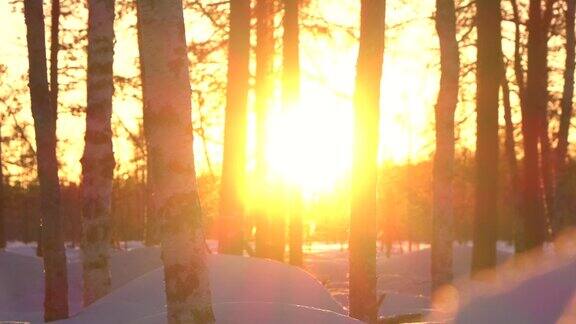 自由度:晚霞照耀在光秃秃的白桦树顶在冬季仙境森林