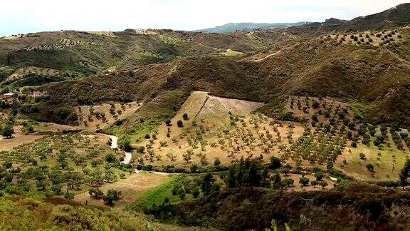 希腊卡桑德拉半岛NeaSkioni村附近的橄榄种植园