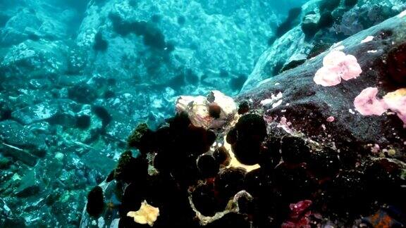 海底岩石中的海星和海胆