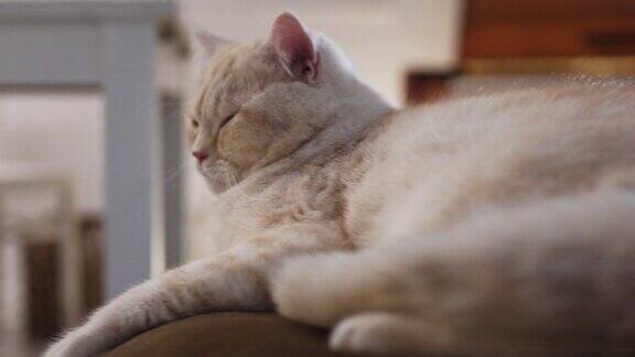 可爱的英国短毛猫在客厅休息