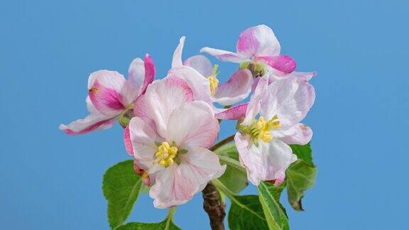 微距时间流逝苹果树花开放在蓝色的背景