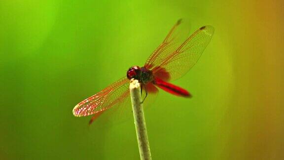鲜红飞镖蜻蜓昆虫近距离镜头