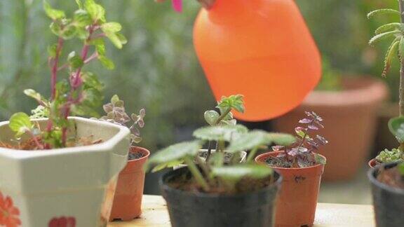 在 阳台给盆栽植物浇水特写