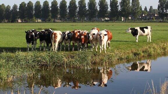 荷兰阿姆斯特丹附近运河旁草地上的一群牛