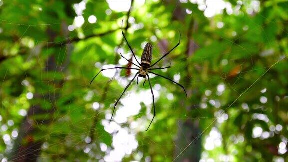 森林里蜘蛛在蜘蛛网上的4k镜头场景