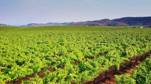 北加州酿酒厂种植的葡萄