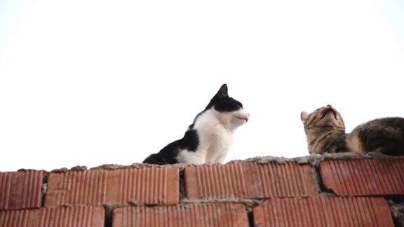 一只燕尾服猫和一只虎斑猫在砖墙上
