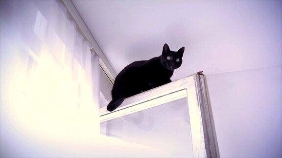 猫坐在窗台上的画像