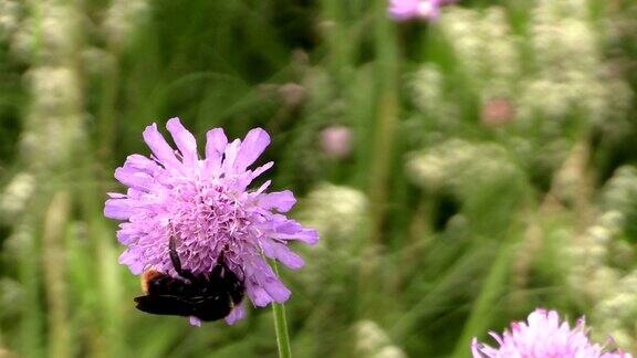 大黄蜂从粉红色的花朵上采集花粉花蜜