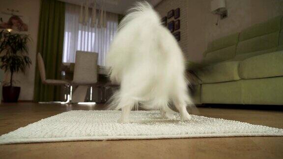 狗蝶耳正在客厅的地毯上玩毛绒玩具