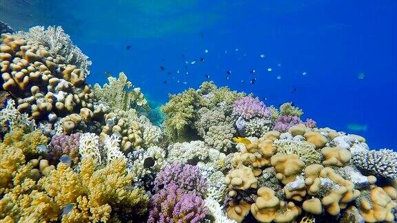 珊瑚礁的海底生物和许多热带鱼红海