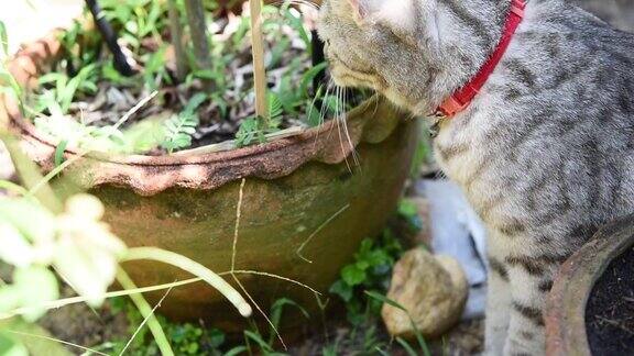 一只可爱的猫在花园里吃草给猫吃药