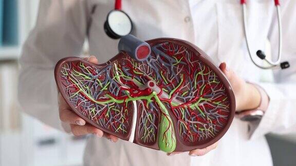 医学专家拿着人体肝脏模型