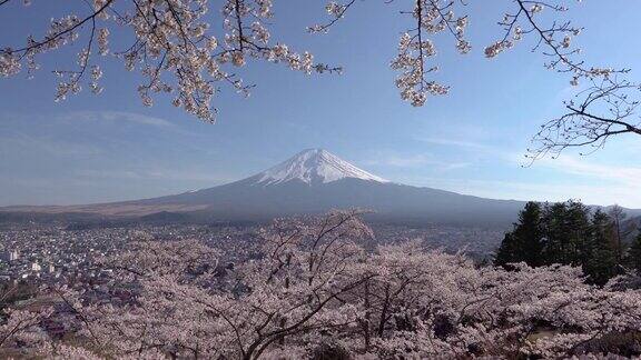 樱花盛开的日本富士山川口町湖