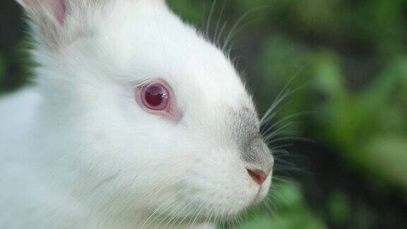 小白兔在绿草里小白兔在吃草