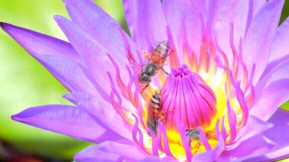 近距离观察在莲花上采集花蜜和花粉的蜜蜂