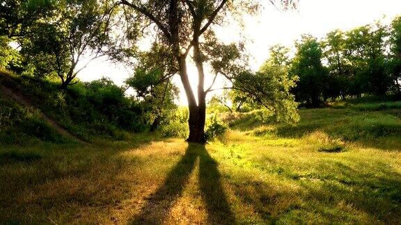 日落森林草坪上的一棵树
