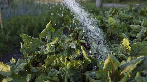 使用软管给蔬菜浇水