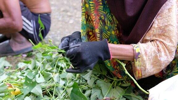 印尼农民手持剪刀剪红薯叶